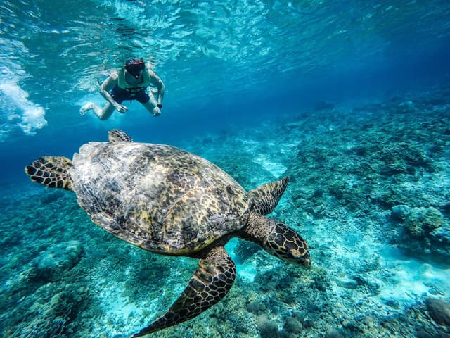 Best Gili Islands Snorkeling Experiences