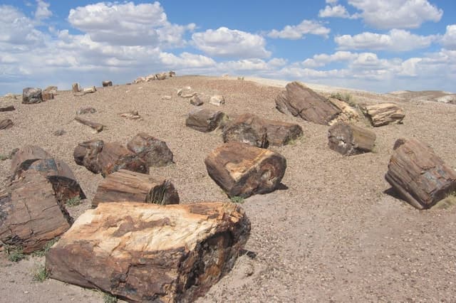 La Leona Petrified Forest Tour