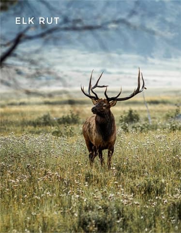 Rocky Mountain Elk Rut Tour