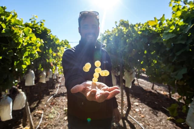 Top Rated Alicante Wine Tours & Tastings