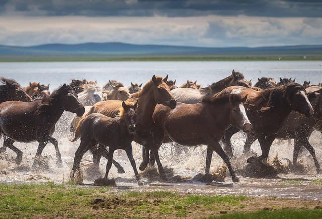 Best Horse Trekking Tours from Ulaanbaatar