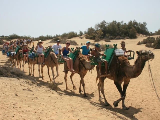 Compare Camel Rides in Maspalomas