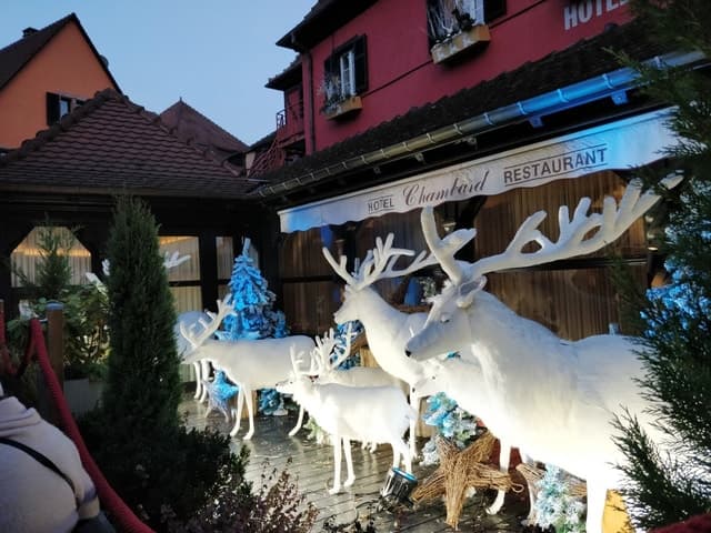 Explore Colmar's Festive Winter Markets