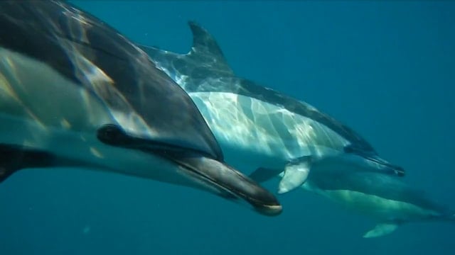 Lisbon Dolphin Watching