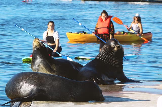 Unforgettable Electric Boat Rentals in Marina del Rey, LA