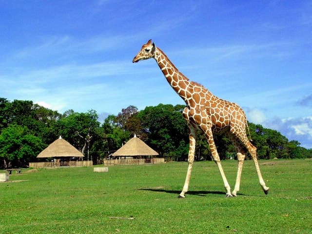 Compare Tours: Calauit Safari Experience