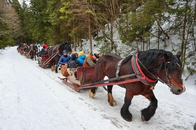 Best Zakopane Sleigh Rides Near Krakow