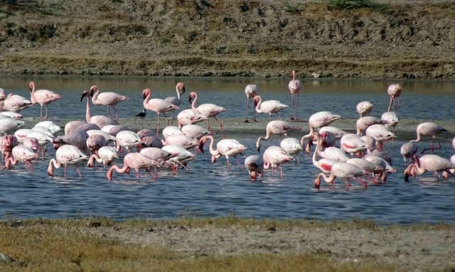 Best Little Rann of Kutch Safari Tours from Ahmedabad