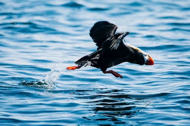 Sitka Marine Wildlife Tour