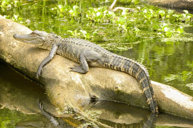Manchac Swamp Kayak Tour