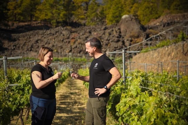 Best Tenerife Wine Tasting & Vineyard Tours