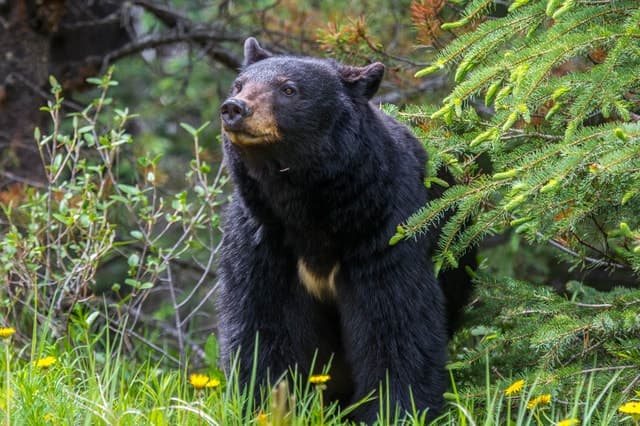 Top-Rated Wildlife Watching Experiences in Jasper