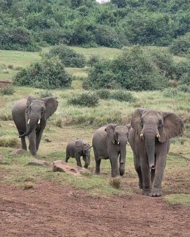 Aberdare National Park Tour