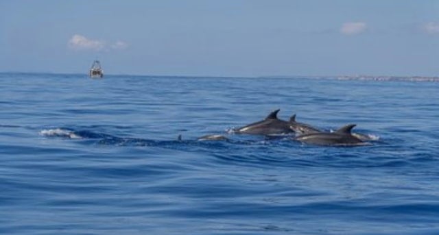 Mallorca Dolphin Watching