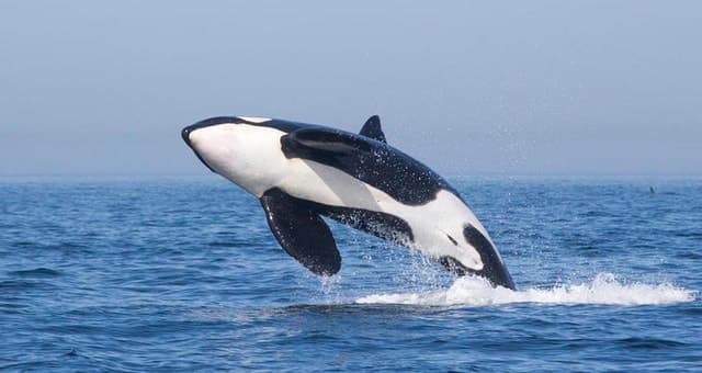 Best Tarifa Dolphin Watching & Marine Adventures