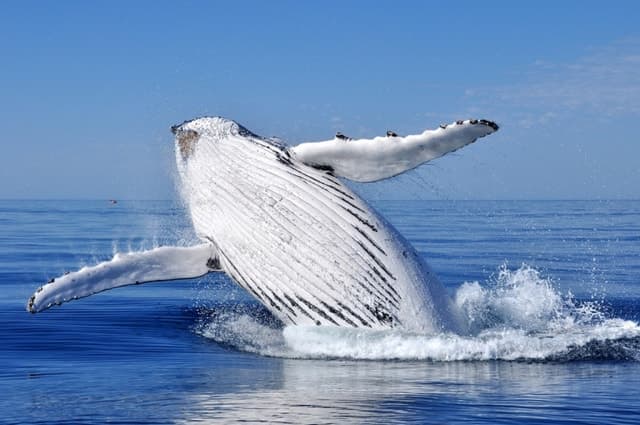 Unforgettable Whale Watching Adventures in Punta Cana