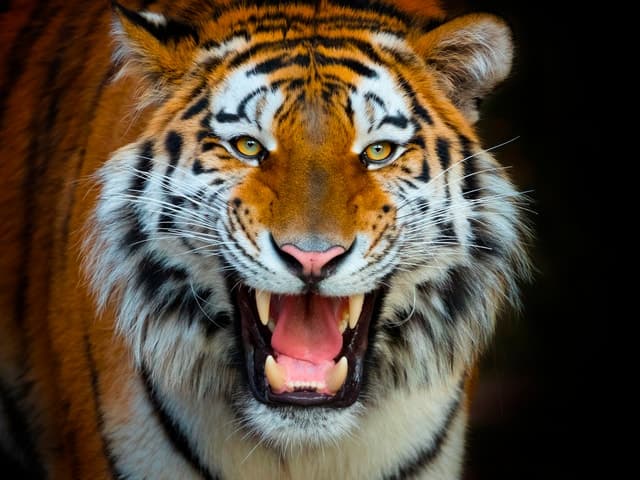 Explore Terra Natura: Benidorm's Best Wildlife Park
