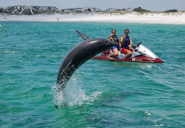 Top-Rated Destin Jet Ski & Dolphin Tours