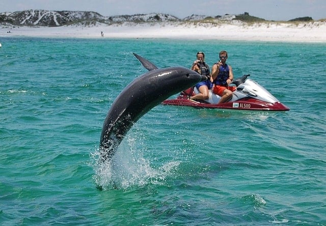 Destin Jet Ski Dolphin Tour