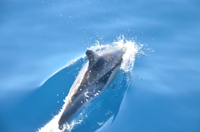 Best Morro Jable Dolphin & Whale Watching Tours