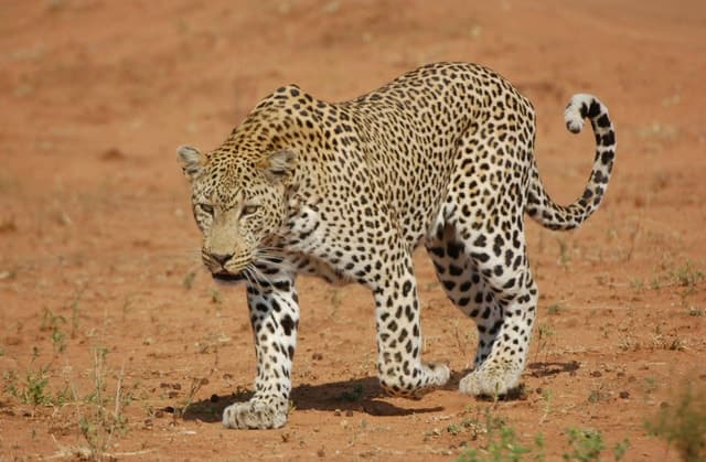 Best Jhalana Leopard Safari Tours & Wildlife Experiences