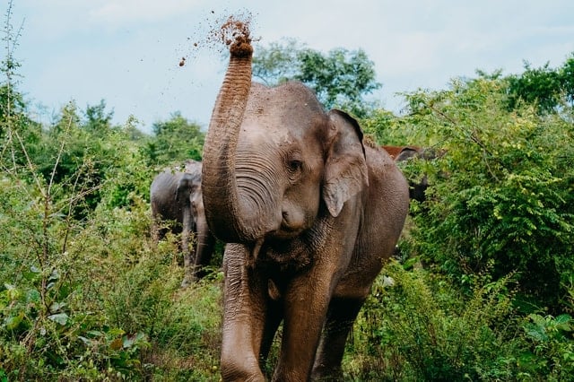 Udawalawe Safari from Colombo