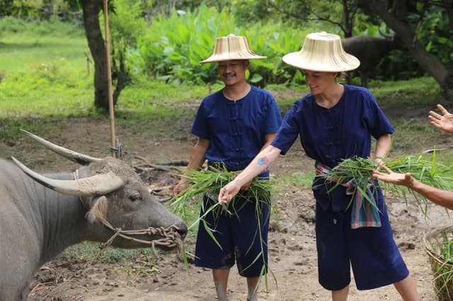 Authentic Buffalo Rice Farming Tours in Chiang Mai