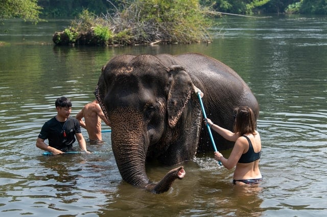 Bangkok Elephant Park