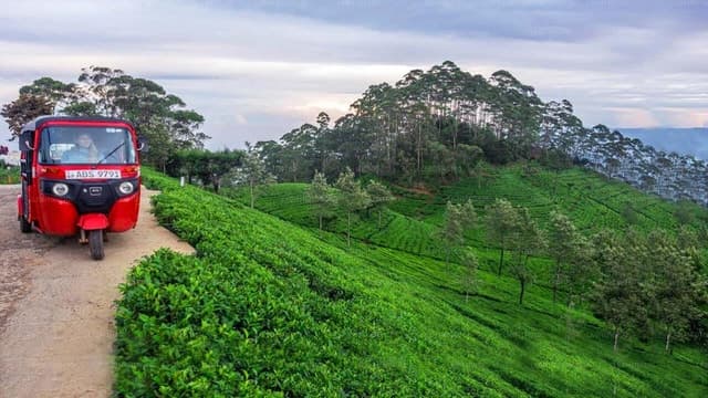 Compare Top Kandy to Nuwara Eliya Tours
