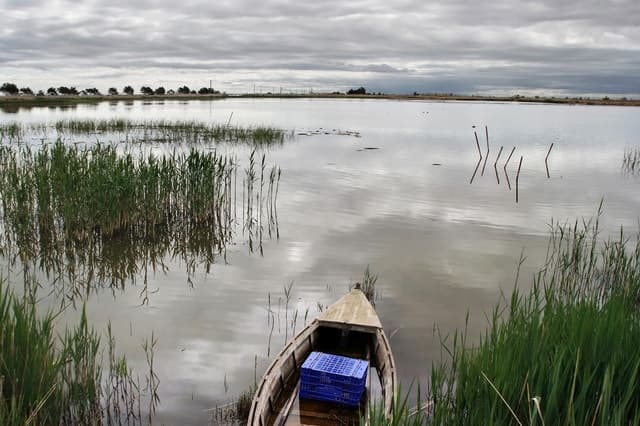 Best Ebro Delta Bird Tours