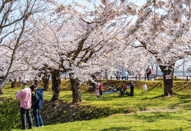 Authentic Sakura Viewing: Nagasaki Hanami Tradition Tour