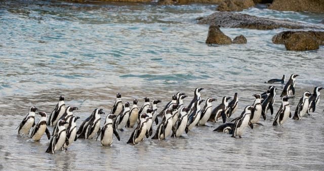 Boulders Beach Penguin Tour