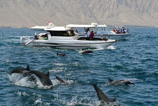 Muscat Dolphin Watching
