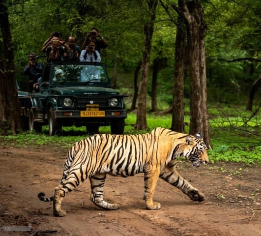 Sawai Madhopur Ranthambore Tiger Safari: Unmissable