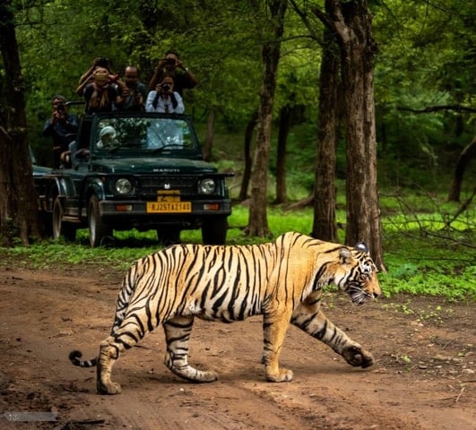 Ranthambore Tiger Safari - Sawai Madhopur