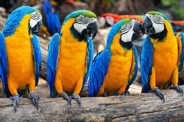 Amazon Jungle Adventure - Iquitos