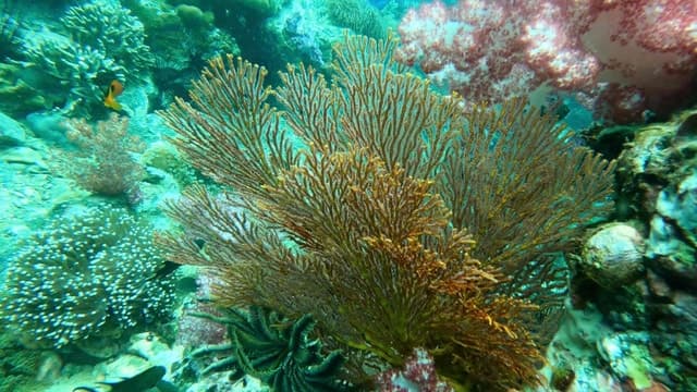 Unforgettable Koh Adang Snorkeling Adventures in Ko Lipe