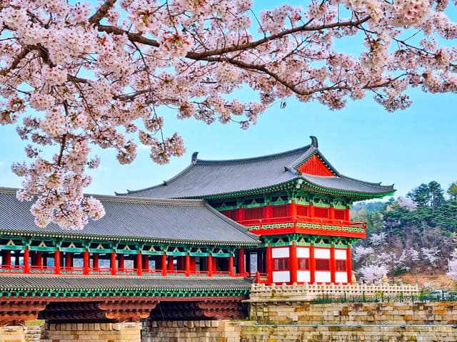 Busan Cherry Blossom Tour