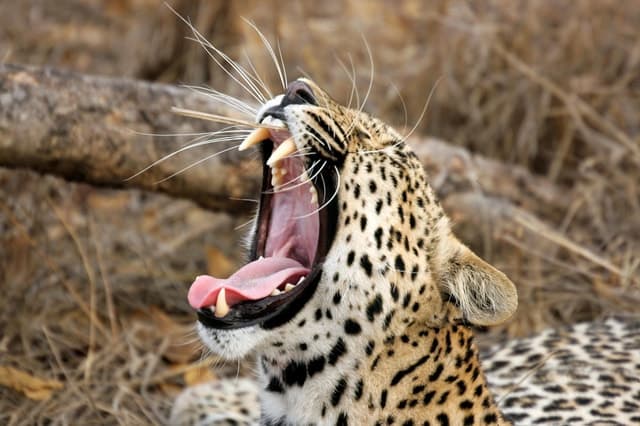 Best Yala Safari Tours from Hikkaduwa