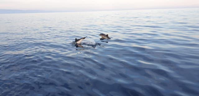 Best Taormina Dolphin Watching & Sea Adventures