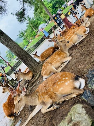 Best Nara Private Tour from Osaka: Authentic Cultural Journeys
