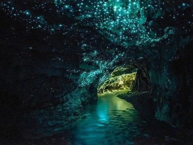 Waitomo Glowworm Caves Tour: Auckland Departure