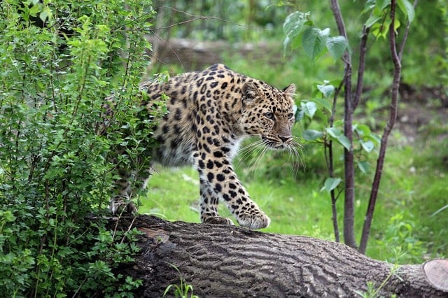 Leipzig Zoo