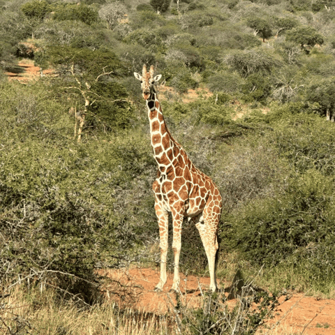 Best Bandia Reserve Safari Tours & Wildlife Experiences