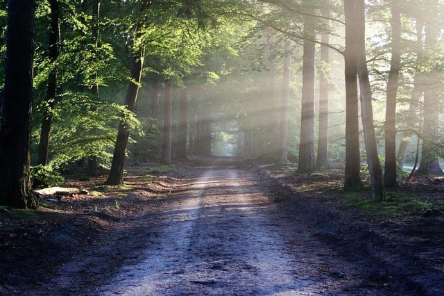Karura Forest Walking Tour