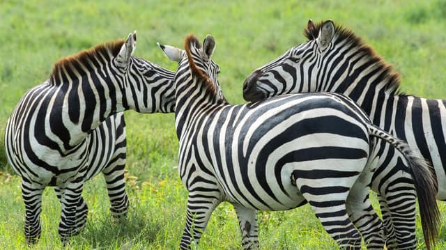 Arusha to Serengeti: Great Migration Safari