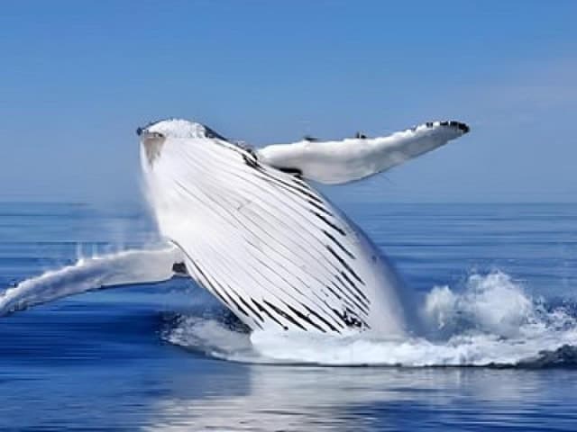 Compare Best Whale Watching Tours