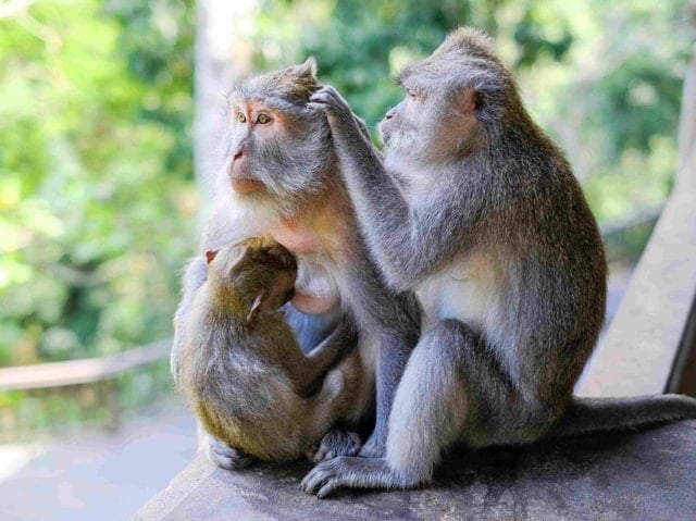 Ubud Elephant Cave Tour