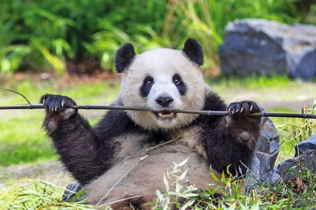 Berlin Zoo Tours & Tickets