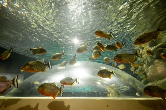 Explore AquaRio: Rio de Janeiro's Premier Marine Attraction